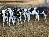 Bou, Russian Black pied cattle — foto 3
