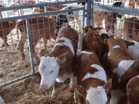 Buqa, Simmental cattle — 4-rasm