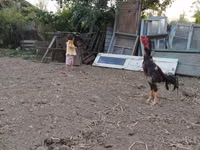 Chickens — Foto 3