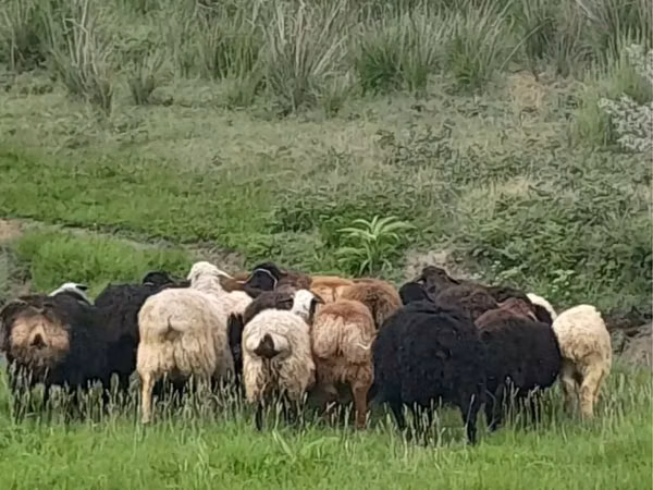 كبش, Gorkov sheep