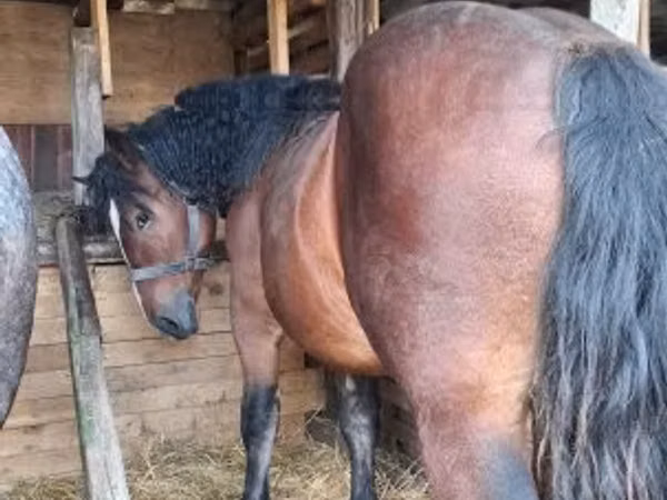 公马, Horses
