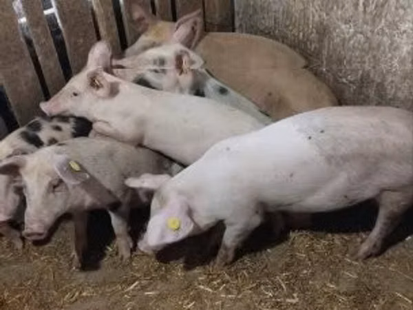 Scroafă, Porci
