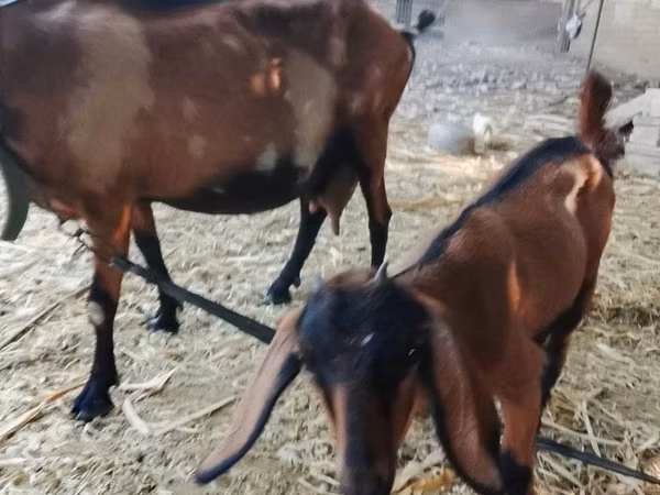 Capră, Alpine goat