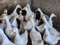 Ducks — foto 3