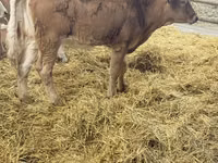 母牛, Simmental cattle — 照片 4