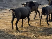 भेड़ें (लॉट, लिंग निर्दिष्ट नहीं), Romanov sheep — फ़ोटो 2
