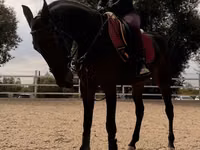 Yegua, Friesian sport horse — foto 3