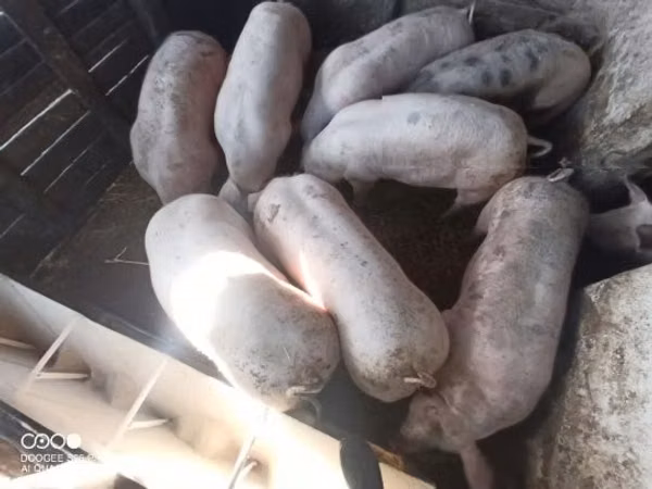 Свиноматка, Свиньи