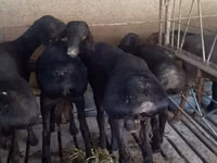公羊, Bardhoka sheep — 照片 2