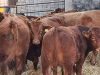 Bou, Simmental cattle — foto 6