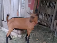 Billy Goat, Alpine goat — photo 5