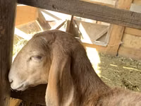 Schaf, Arashan sheep — Foto 2