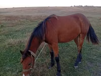 母马, Horses — 照片 1