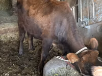 Vaca, Ganado vacuno — foto 2