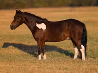 Hengst, Pinto horses — Foto 2
