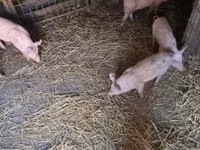 Pigs (batch, sex not specified), Pigs — photo 3
