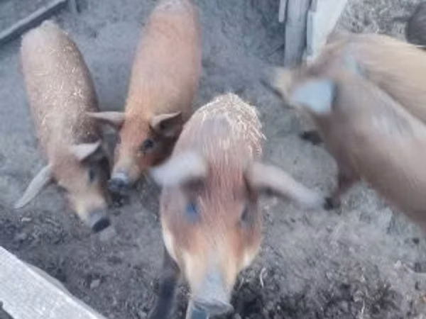 Scroafă, 
