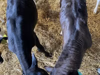 Bovine (lot, sex nespecificat), Aberdeen-Angus — foto 3