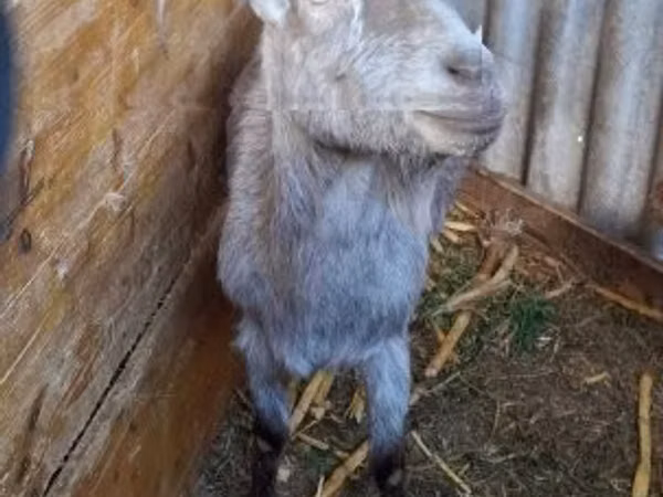 Chèvre, Chèvres