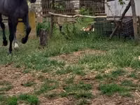 公马, Lipizzaner — 照片 1