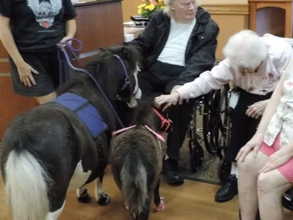 घोड़ी, Miniature horse
