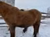 Aygʻir, Yakutian horse — 5-rasm