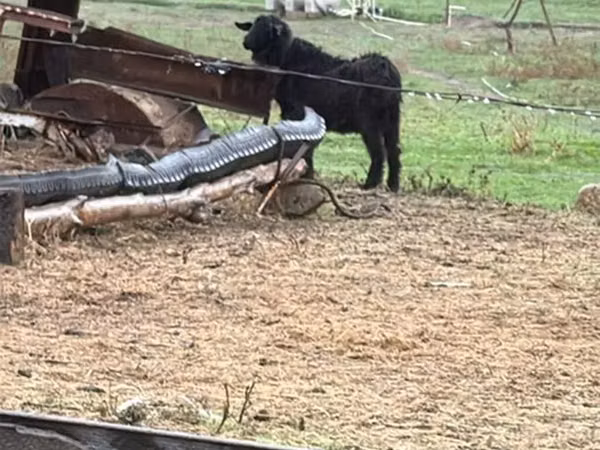 Moutons (lot, sexe non indiqué), Moutons