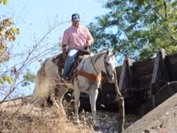 حصان, Quarter Horse — الصورة 3