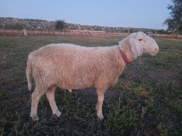 Berbec, Assaf sheep