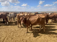 Vache, Vache rouge des steppes — photo 3
