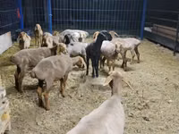 Qoʻy, Katum sheep — 2-rasm
