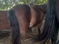 Cavalo, Cavalos — foto 1