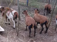 Ram, Cameroon sheep — photo 1