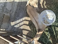 Țap, Alpine goat — foto 8