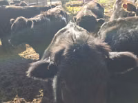 Bulle, Swiss cattle — Foto 2