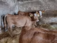 Taureau, Vache limousine — photo 1