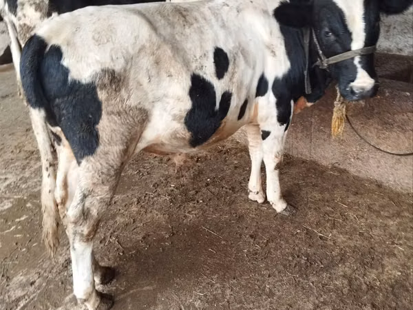 Touro, Russian Black pied cattle