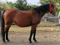 Stute, Hungarian horse breed — Foto 3