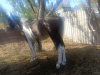 Cal, French Trotter — foto 3