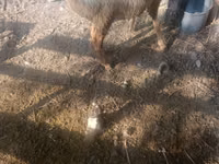 Oaie, Tian-Shan semifinewool sheep — foto 3