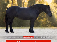 母马, Percheron — 照片 1