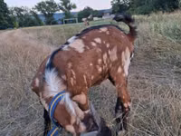 Cabro, Nubian Goat — foto 5