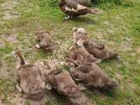 Ducks — 照片 3