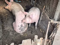 Scroafă, Porci — foto 1