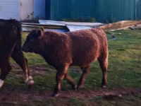 Bulle, Galloway-Rind — Foto 1