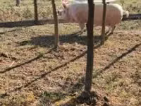 Scroafă, Porci — foto 2