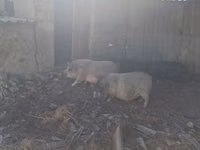 Scroafă — foto 3