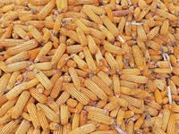 Кукуруза 🌽🌽🌽 — Foto 3