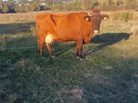 İnək, Simmental cattle — foto 4