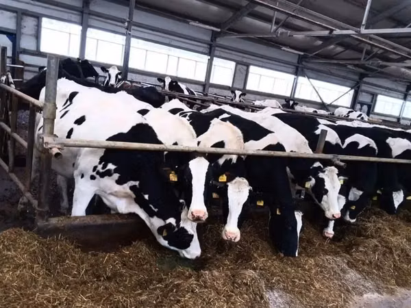 Vacă, Rasa Holstein